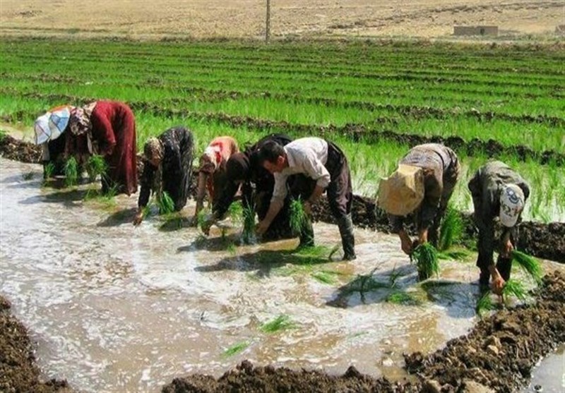 سنگ‌اندازی مافیای واردات برای افزایش کشت برنج در کشور/ اقتصاد و معیشت کشاورزان زیادی به‌علت مصوبه دولت دچار خسارت شد